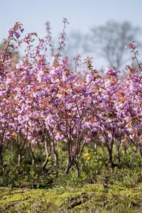 prunus serr.  kanzan 