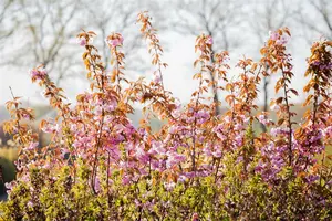 hoogst-8/10blw - afbeelding 2