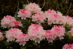 rhododendron (y)  dreamland