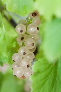 ribes rubrum witte parel