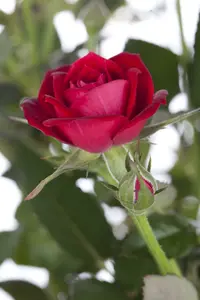 rosa (persica) in cultivars