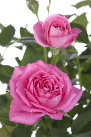 rosa (persica) in cultivars - afbeelding 4