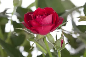 rosa (persica) in cultivars - afbeelding 2