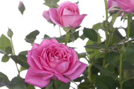 rosa (persica) in cultivars - afbeelding 3