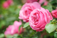 Rozen