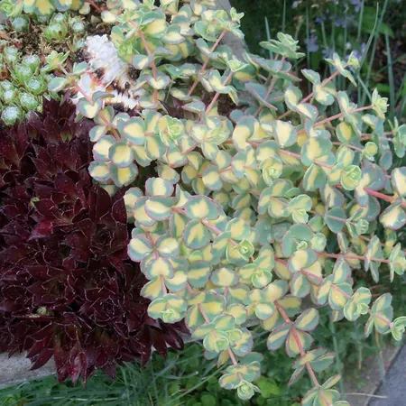 grote pot 1
