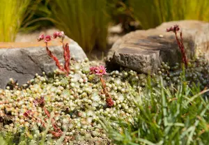 sempervivum