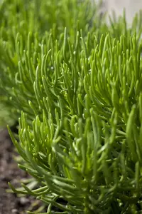 senecio