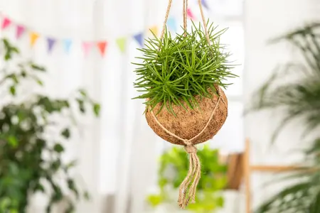 senecio archeri himalaya - afbeelding 3
