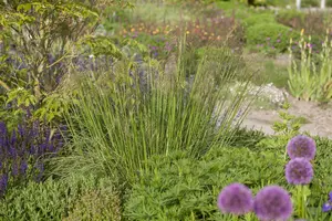 stipa gigantea