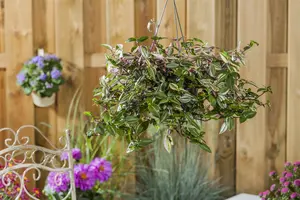 tradescantia
