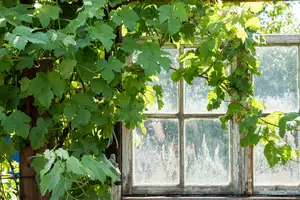 vitis muscat d alexandrie - afbeelding 2