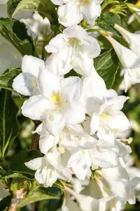 weigela candida